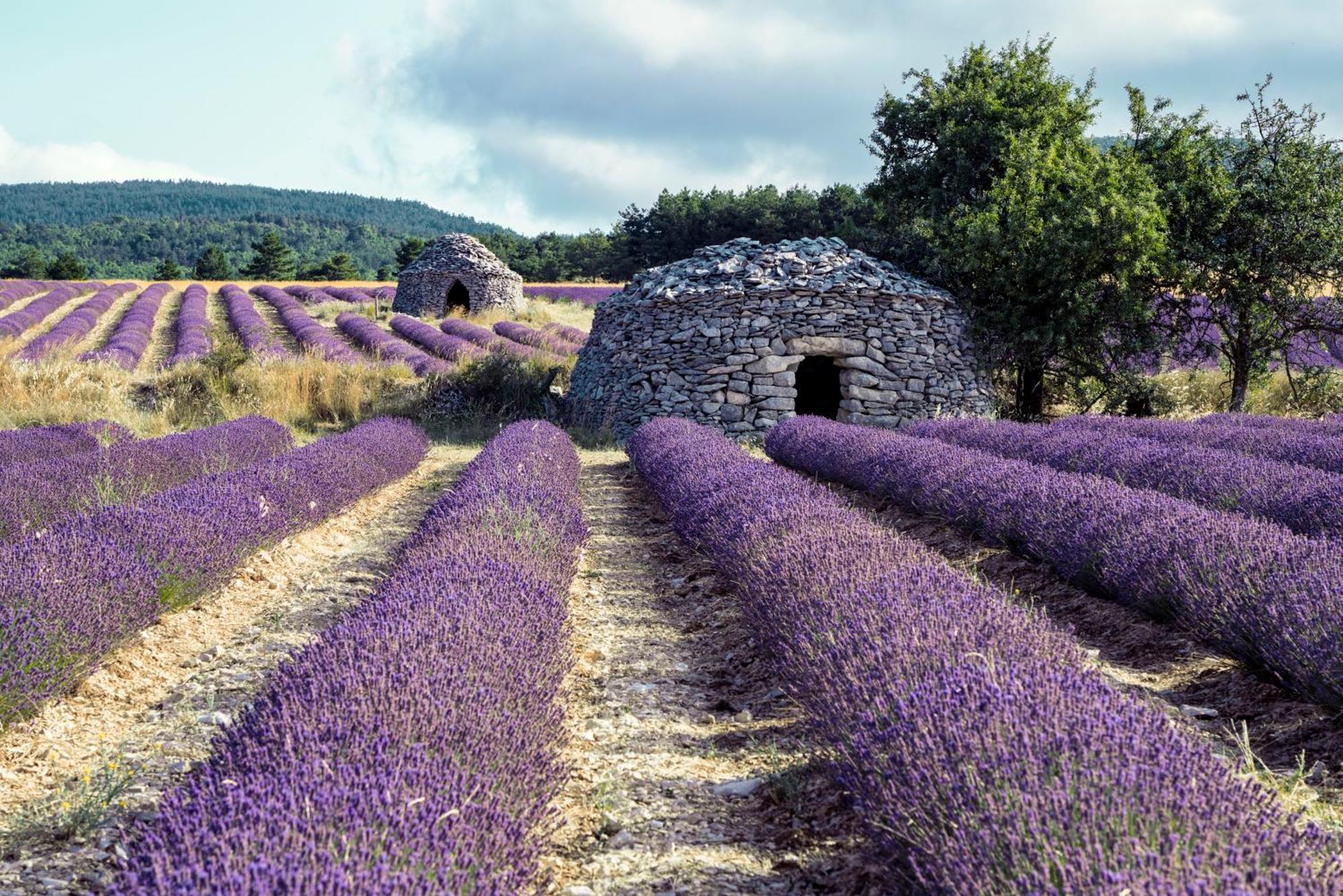 Le Cabanon Des Lavandes Entre Mont Ventoux Et Luberon Sault-de-Vaucluse Exterior foto